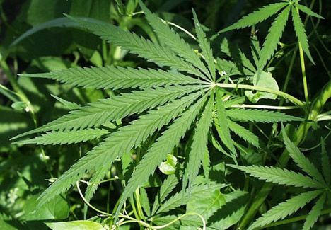 Vereadores de Apucarana lamentam defesa que ministro faz da maconha